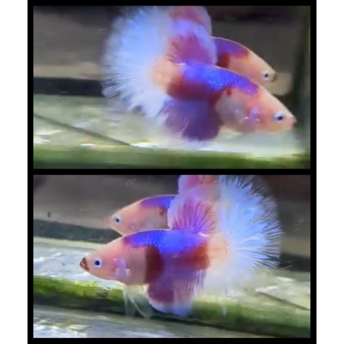 Beautiful Purple