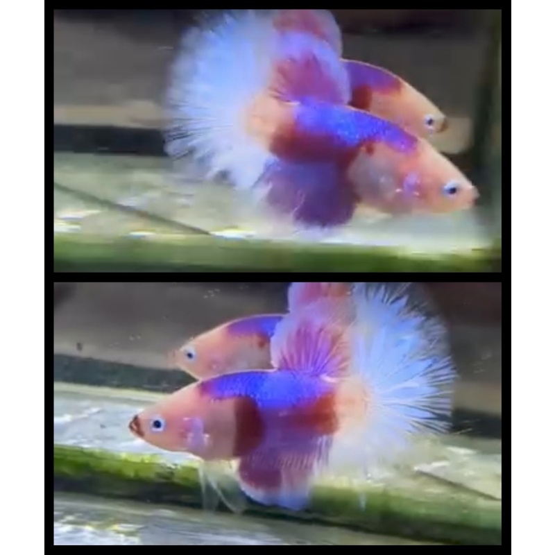 Beautiful Purple
