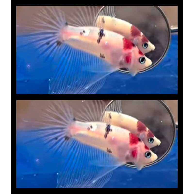 Cellophane Koi