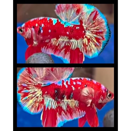 Red Barongsai
