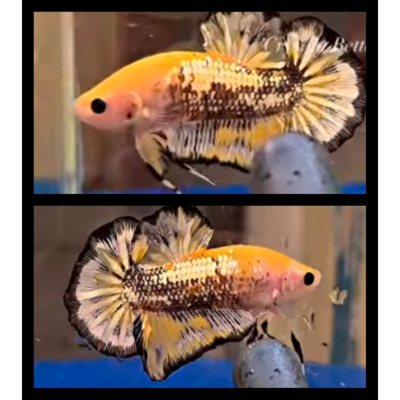 Giant Yellow Copper 6.5cm