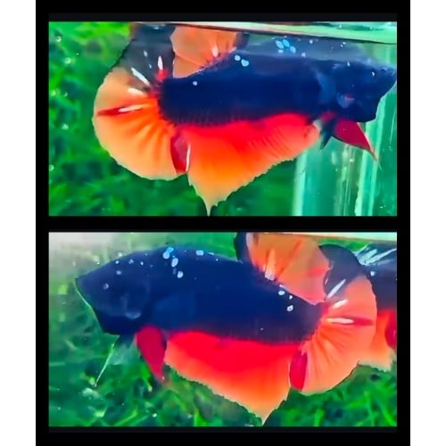 Black Nemo