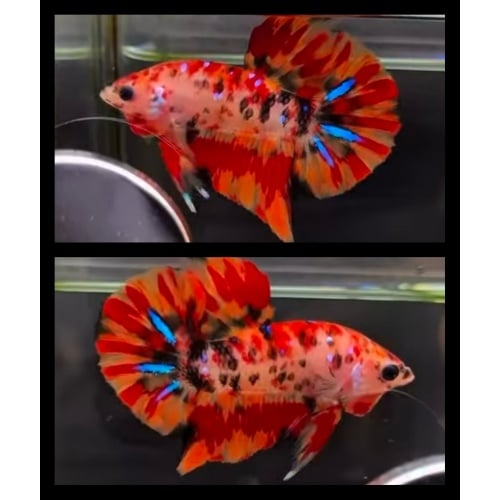 Nemo Tiger