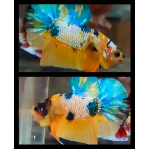 Yellow Candy Multicolor