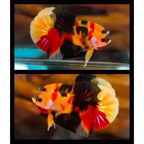 Nemo Belgian Flag