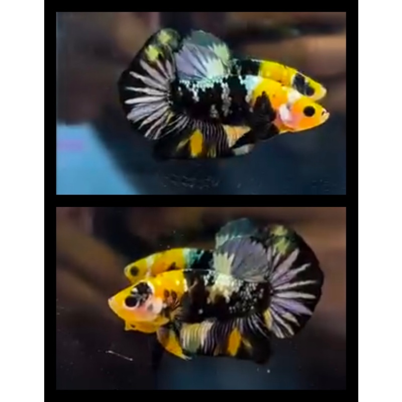 Yellow Copper