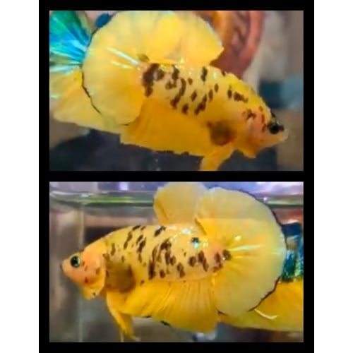 Yellow Marsupilami