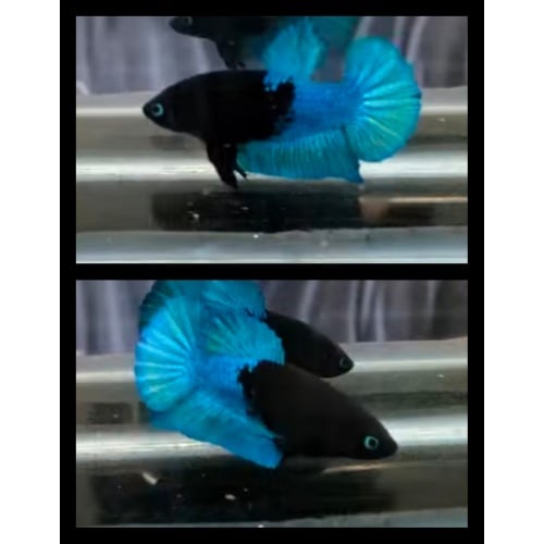 Half Blue Black