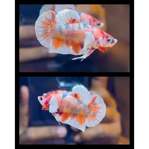 Nemo Candy Copper Big Ear