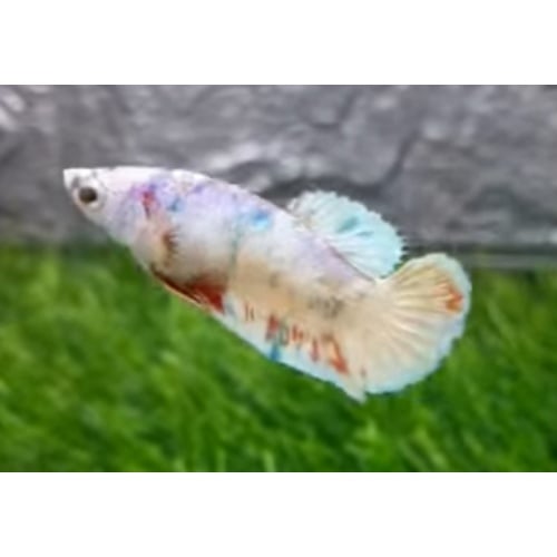 Female Candy Snow 2