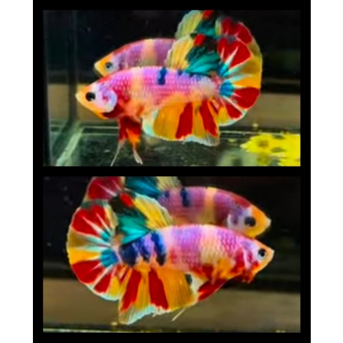 Candy Nemo