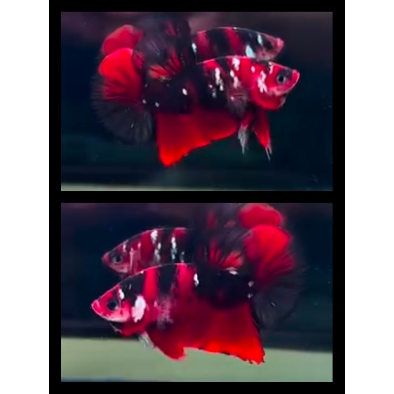 Red Koi Copper