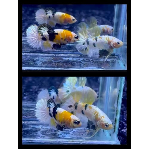 Pair White Copper Yellow