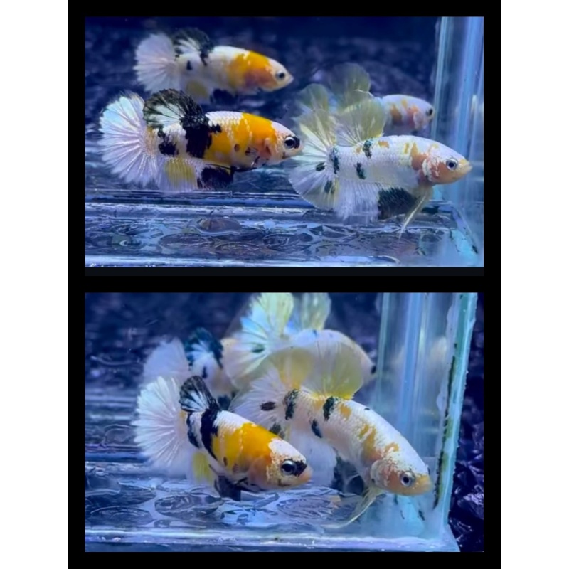 Pair White Copper Yellow