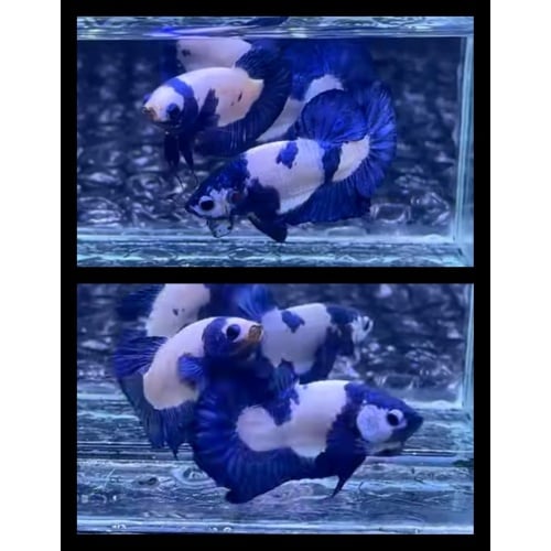 Pair Blue Panda