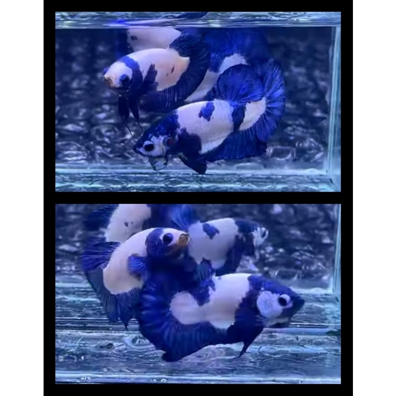 Pair Blue Panda