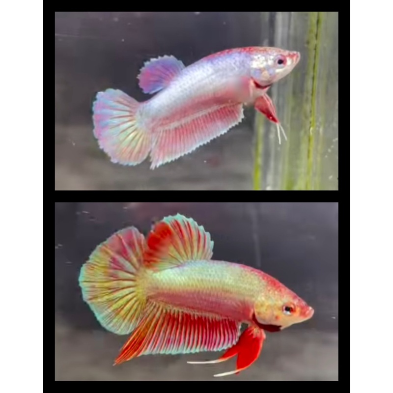 Pair Pink Aurora