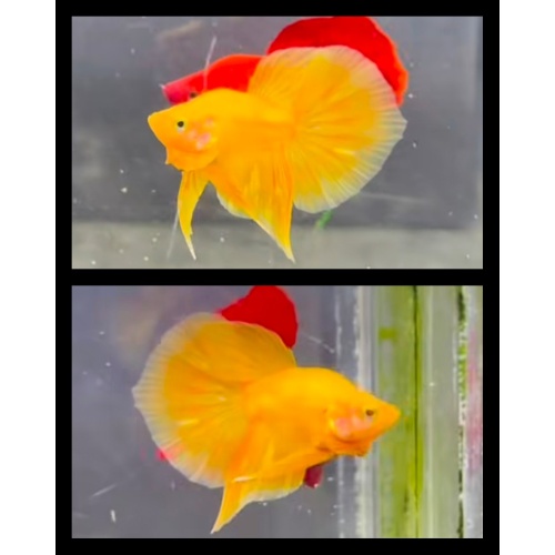 Unique Yellow Short Body