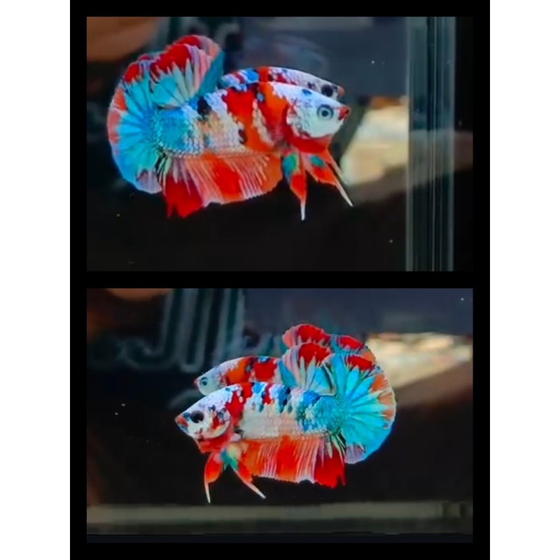 Sweet Candy Multicolor
