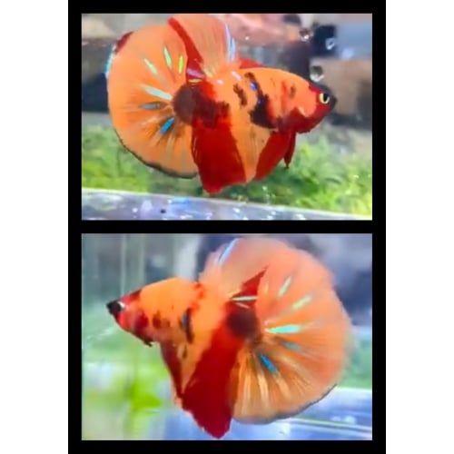 Nemo Classic 2