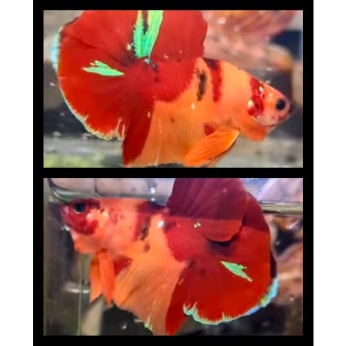 Nemo Classic 1