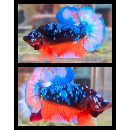 Black Galaxy Nemo