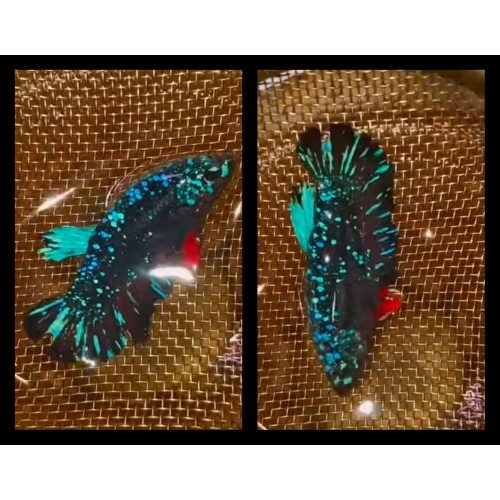 Female Avatar Blue
