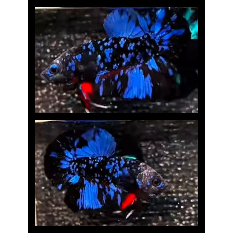 Avatar Blue