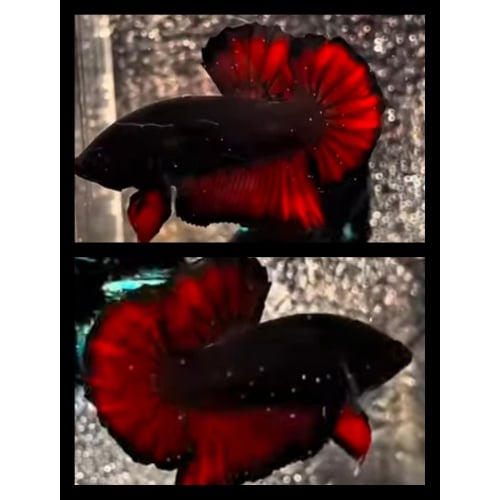 Vampire
