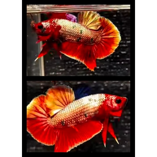 Nemo Copper Gold