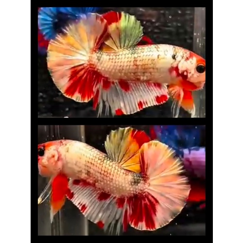 Nemo Copper Variation