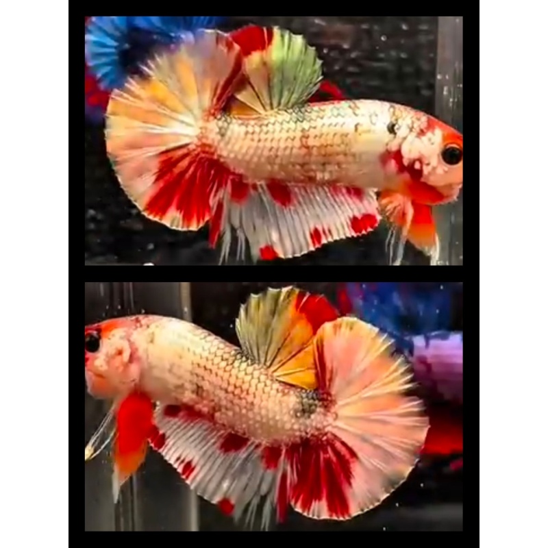 Nemo Copper Variation