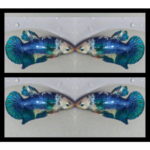 Female Blue Panda