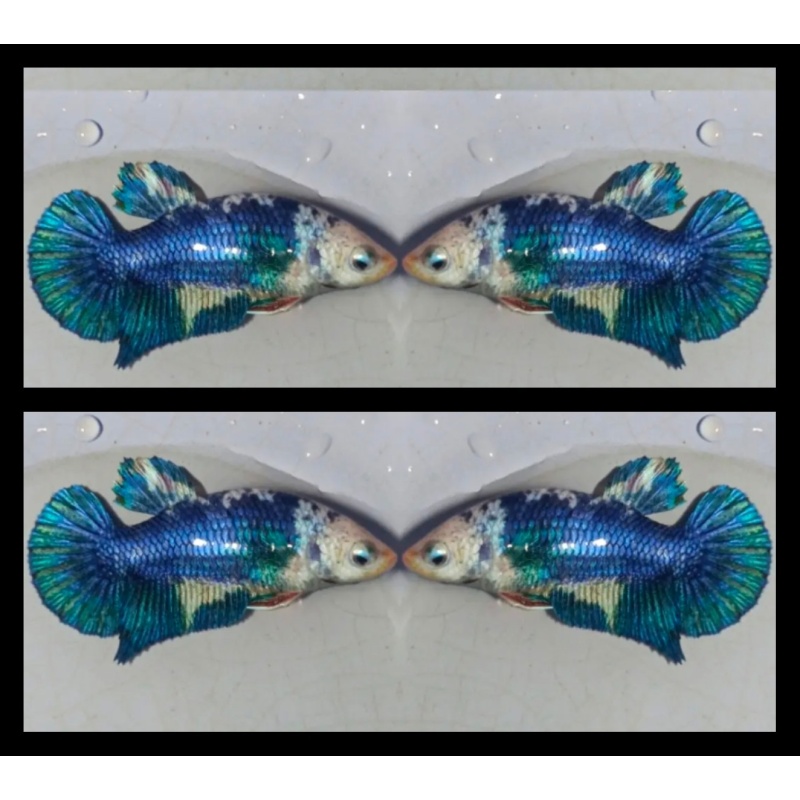 Female Blue Panda