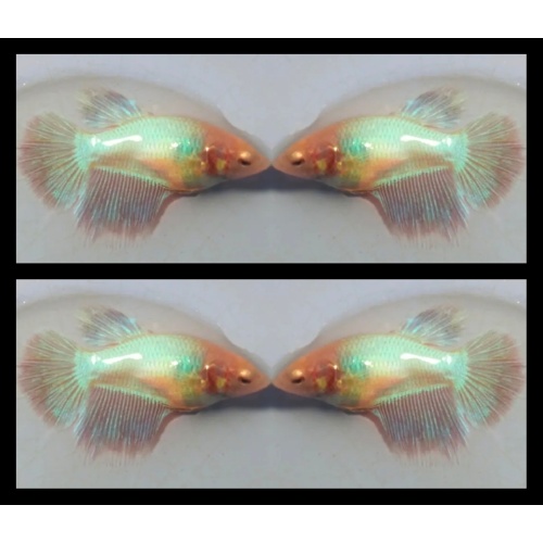 Female Aurora