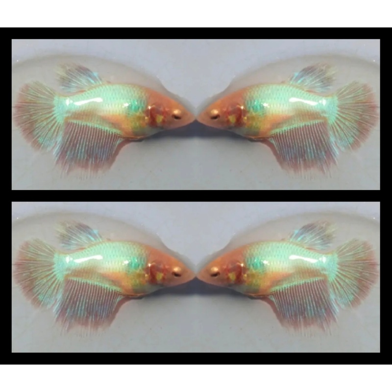 Female Aurora