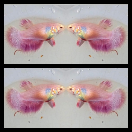 Female Pink Peach