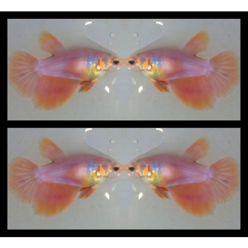 Female Yellow Pastel
