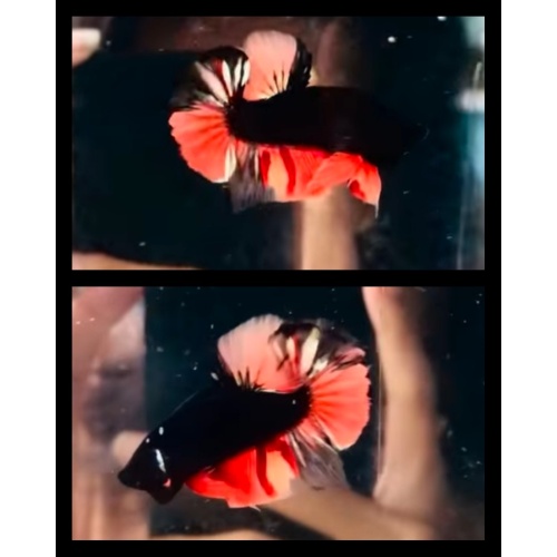 Black Nemo
