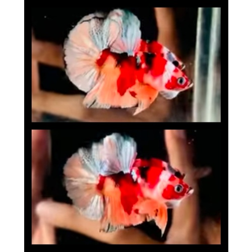 Nemo Copper