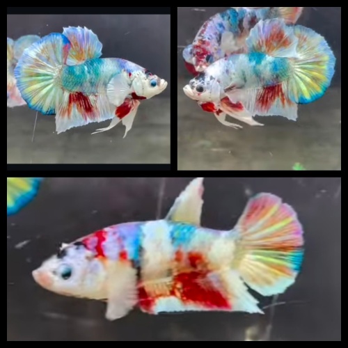 Pair Candy Gold
