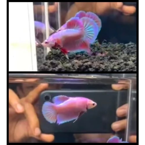 Pair Pink Aurora