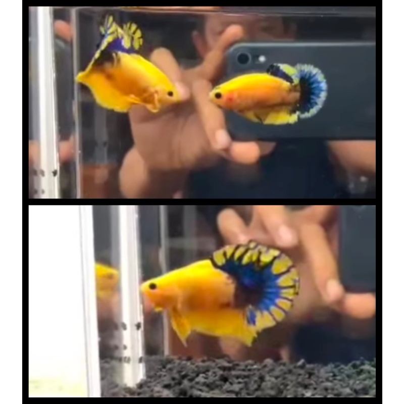 Pair Yellow Hellboy