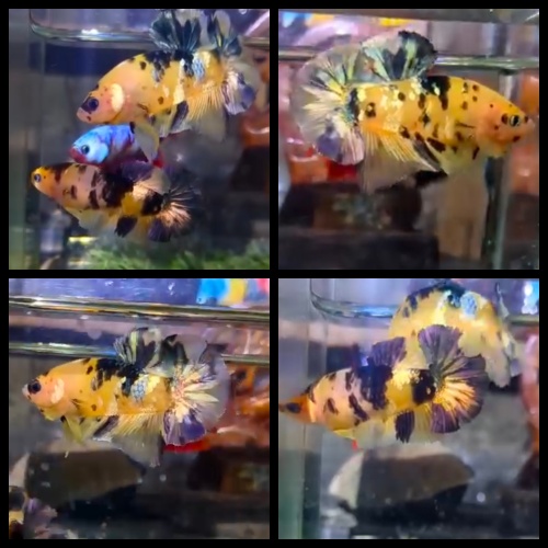 Pair Yellow Koi Copper