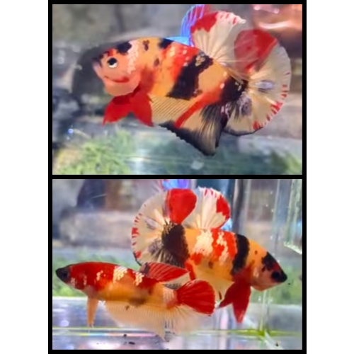 Pair Nemo Copper