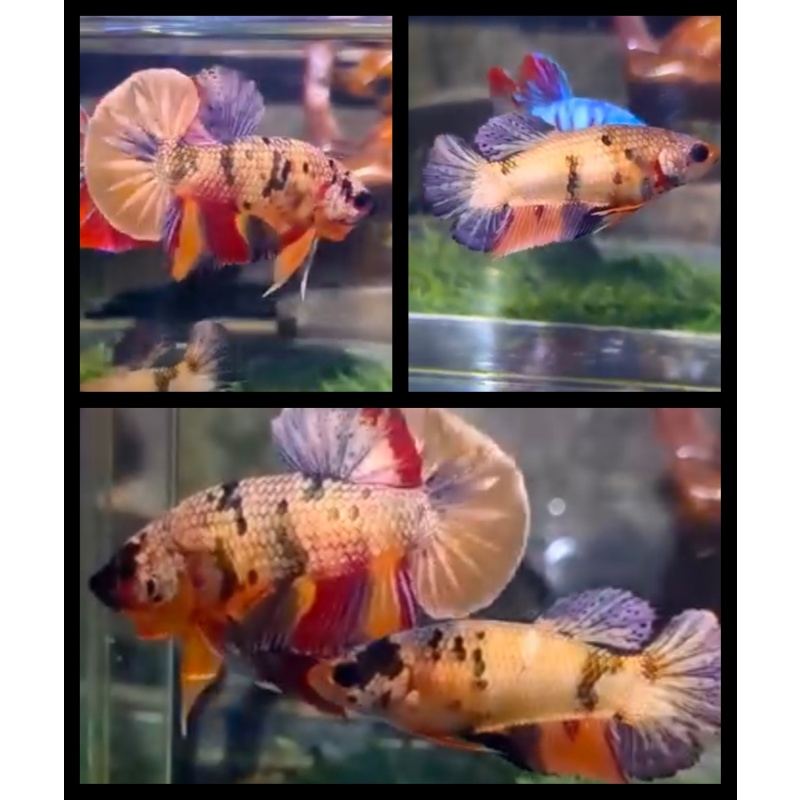 Pair Nemo Candy Copper 2