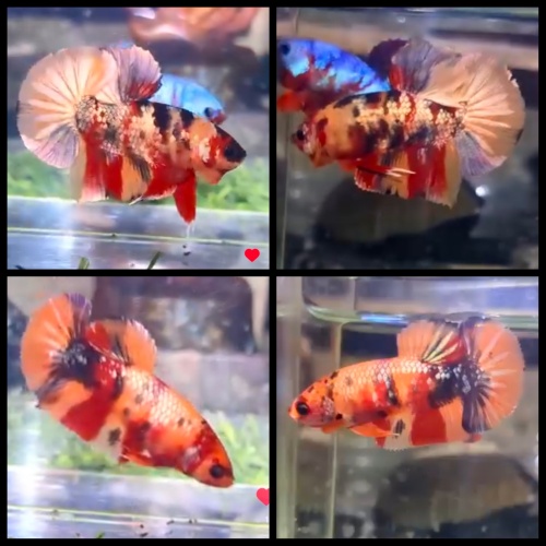 Pair Nemo Candy Copper 1