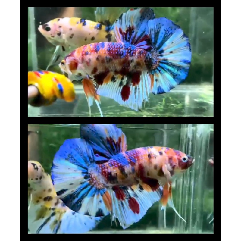 Male Giant Candy Multicolor 7cm