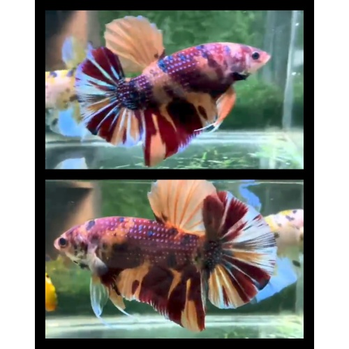 Male Giant Nemo Metallic 7cm