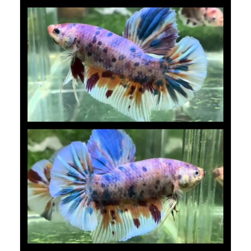 Male Giant Candy Purple 7cm